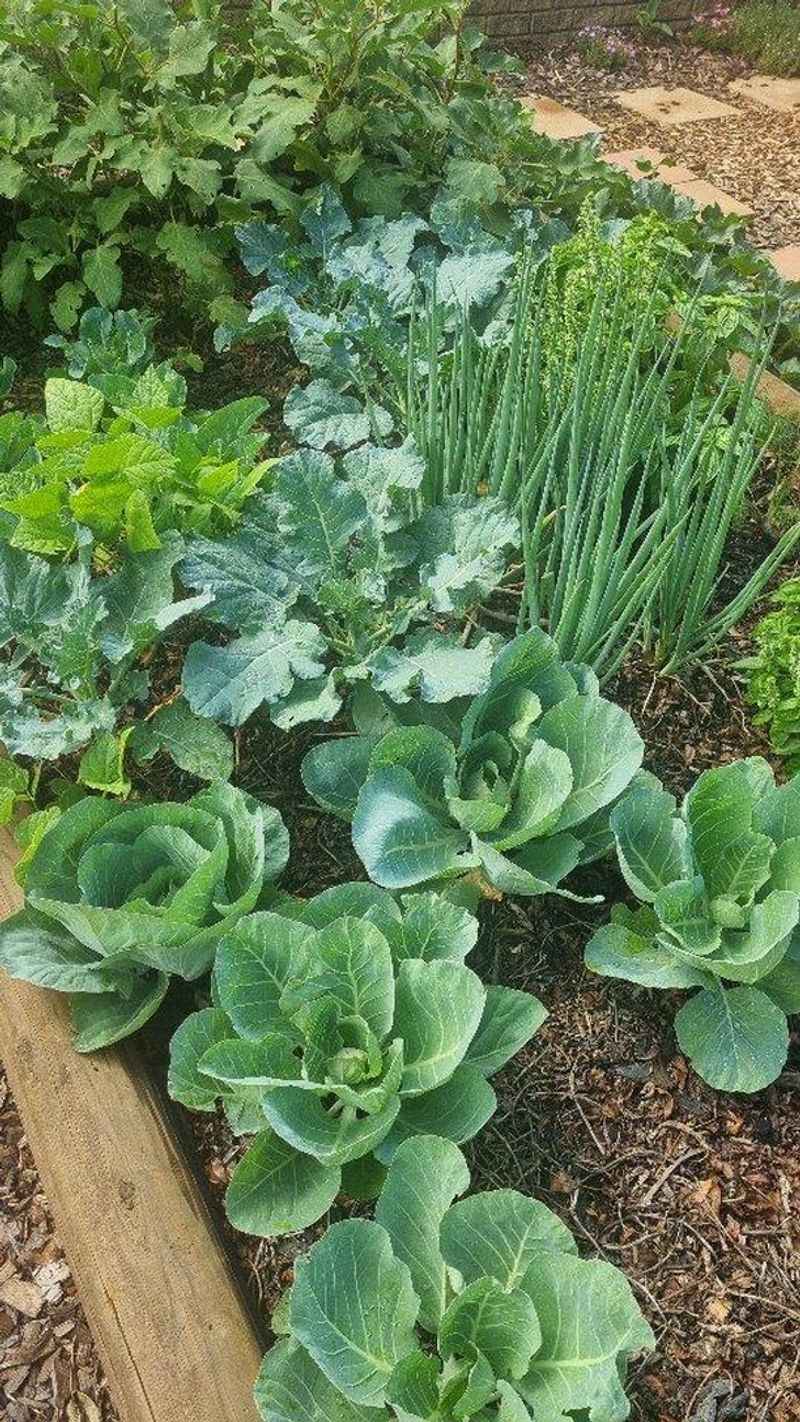 Cabbage