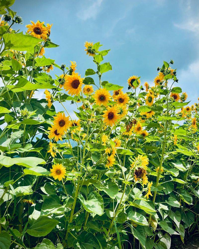 Sunflowers