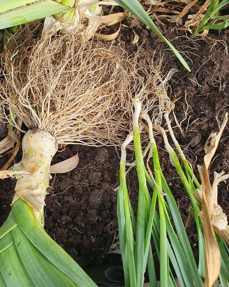Leeks
