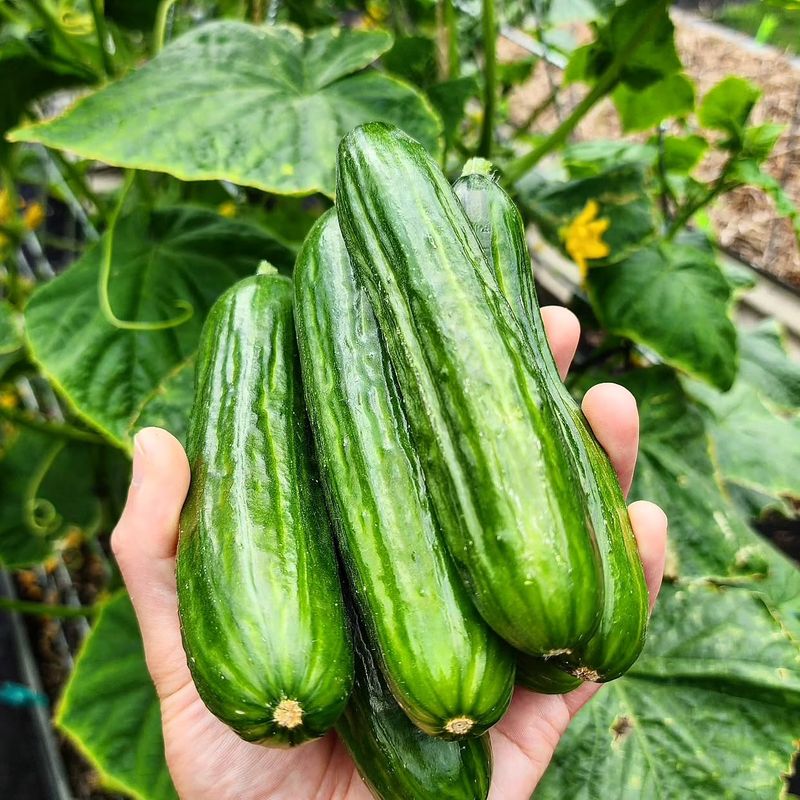 Cucumber Complications