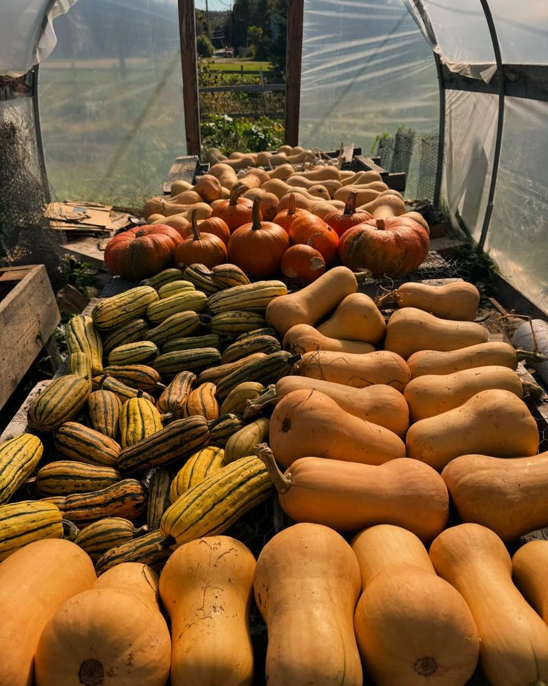 Winter Squash: The Long-Season Crop