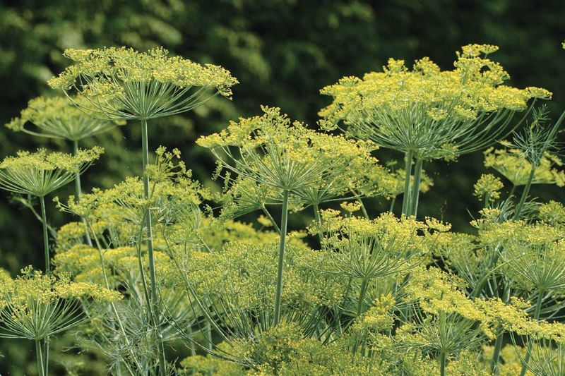 Dill - The Flower Competitor