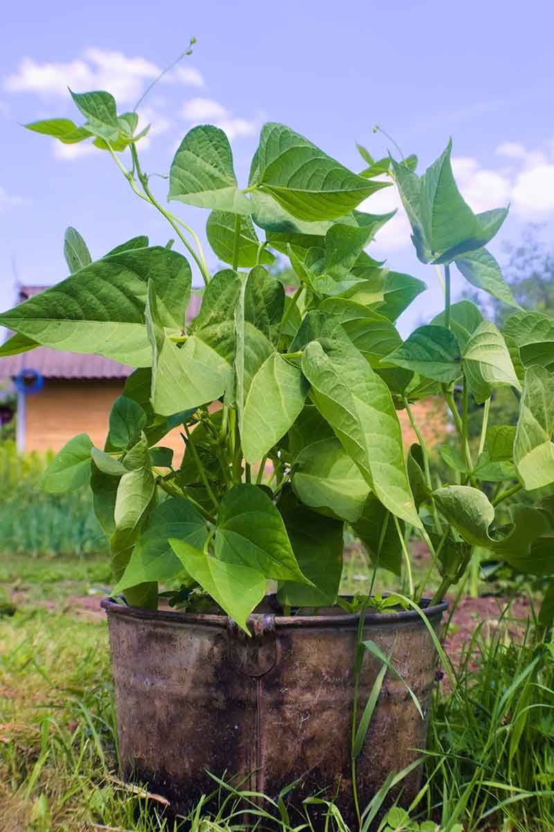Bush Beans: Tender Pods From Perfect Drainage