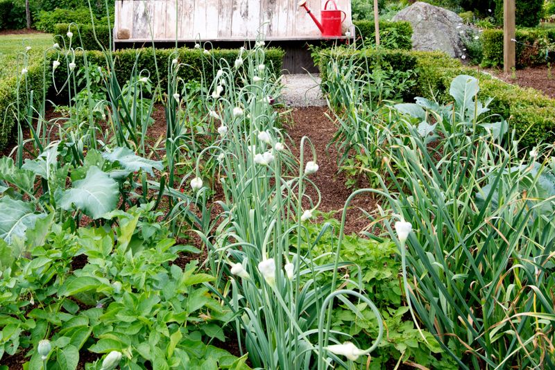 Beets and Garlic: Underground Protection Squad