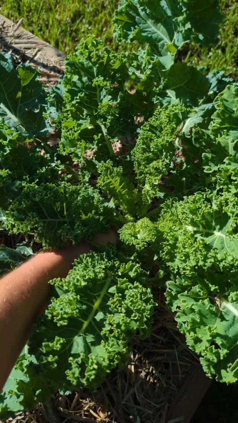 Kale
