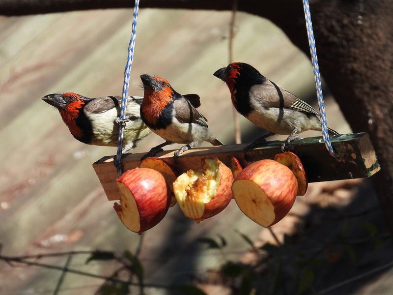 Overripe Fruit from the Fruit Bowl