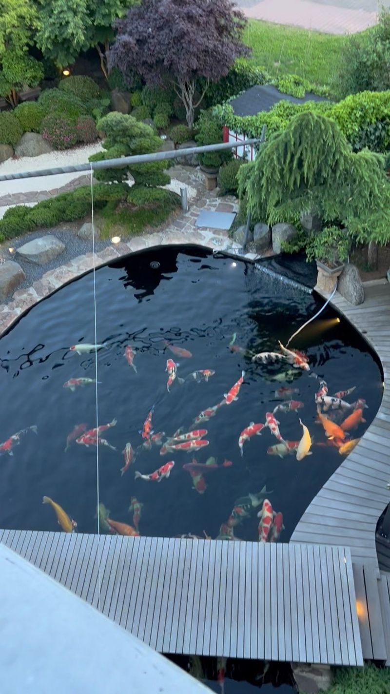 Massive Koi Ponds