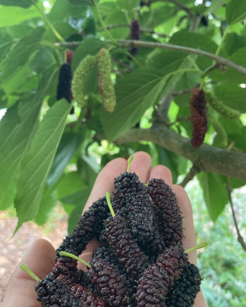 Mulberries