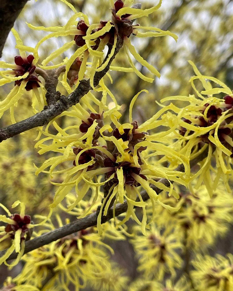 Witch Hazel (Hamamelis)