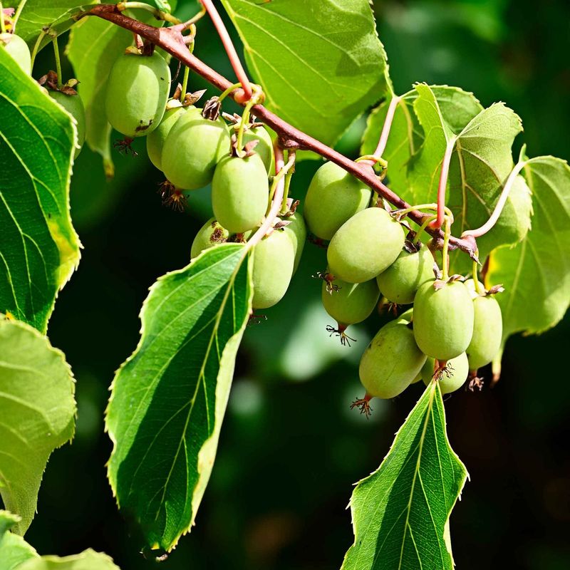 Hardy Kiwi Vines