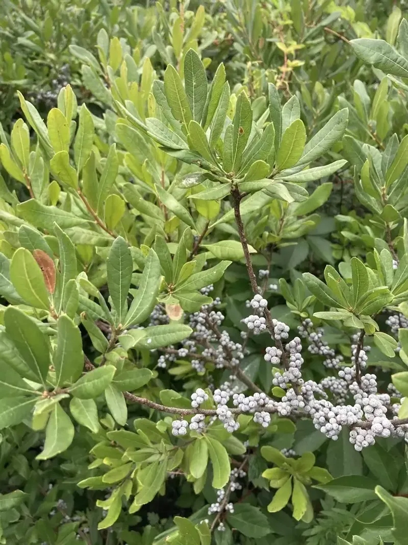 Bayberry