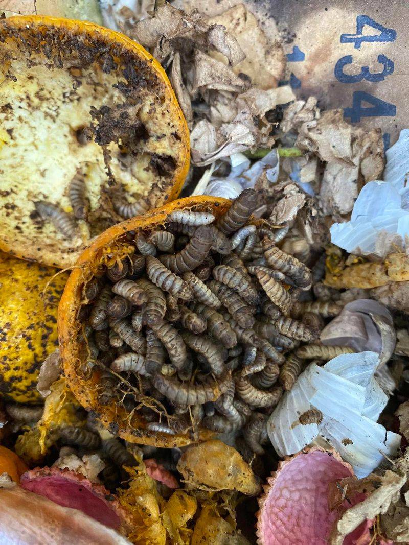 Soldier Fly Larvae Composting