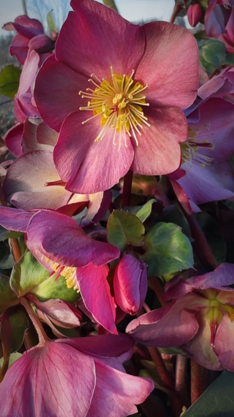 Heavenly Hellebores