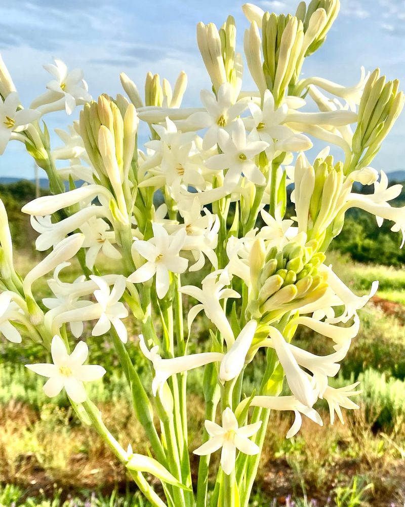 Tropical Tuberose