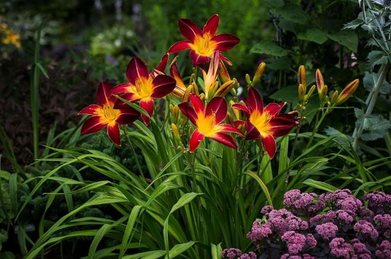 Low-Maintenance Daylilies For Summer Blooms