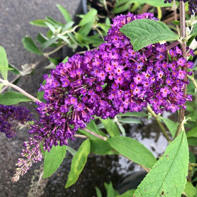 Bold Butterfly Bush
