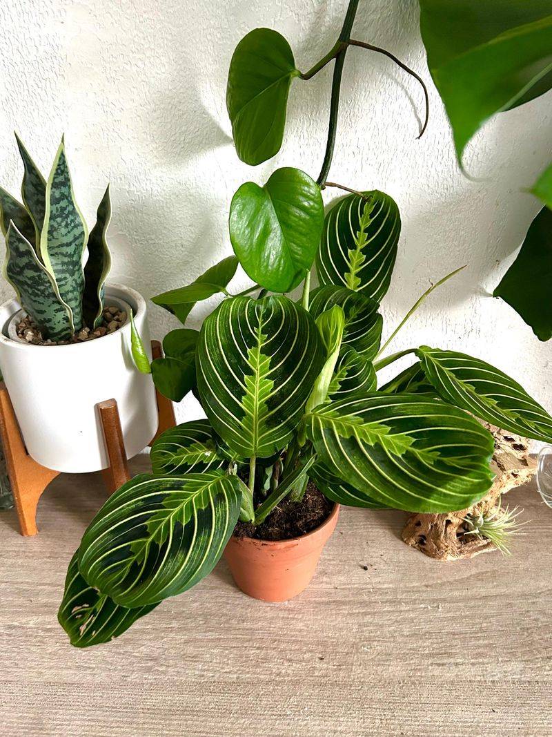 Prayer Plant