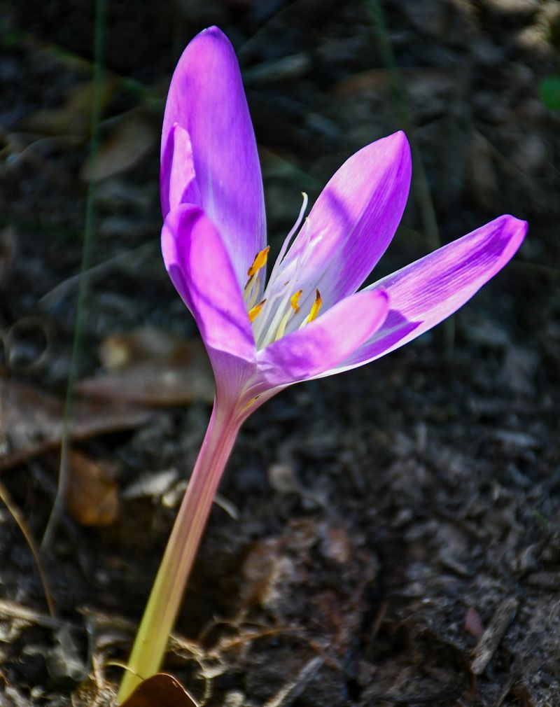 Autumn Crocus (Colchicum): Fall's First Surprise