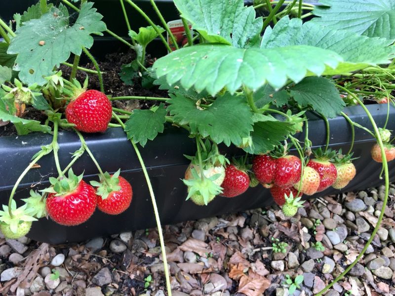 Include A Kitchen Garden