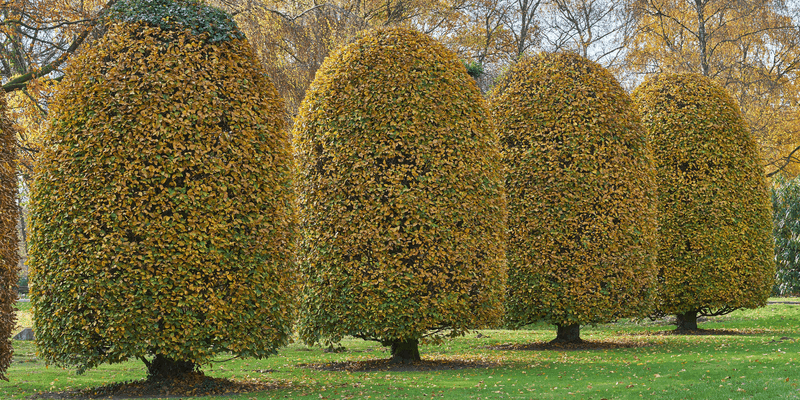 Hornbeam