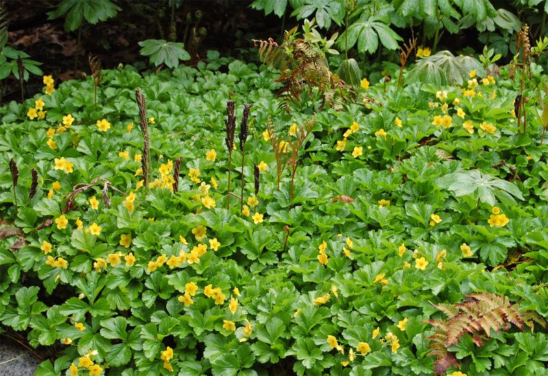 Introduce Competitive Groundcovers