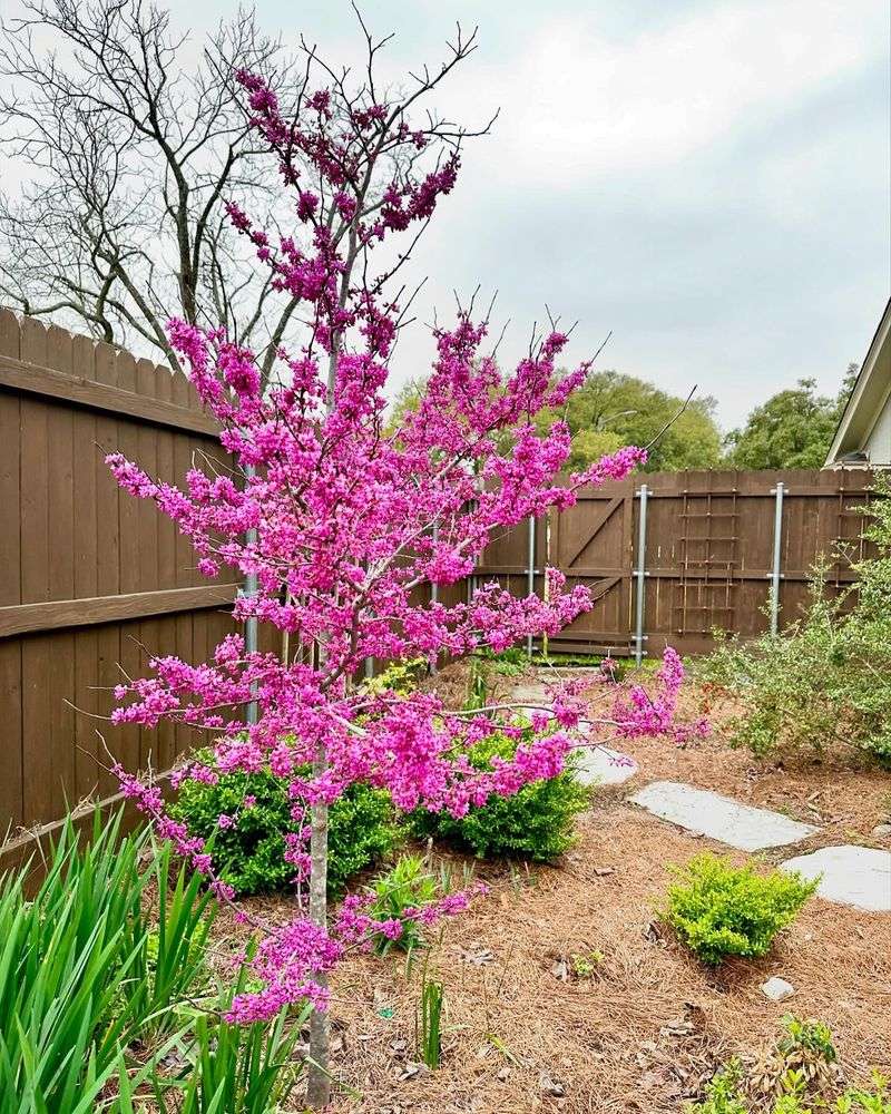 Miniature Trees That Never Provide Shade Or Screening