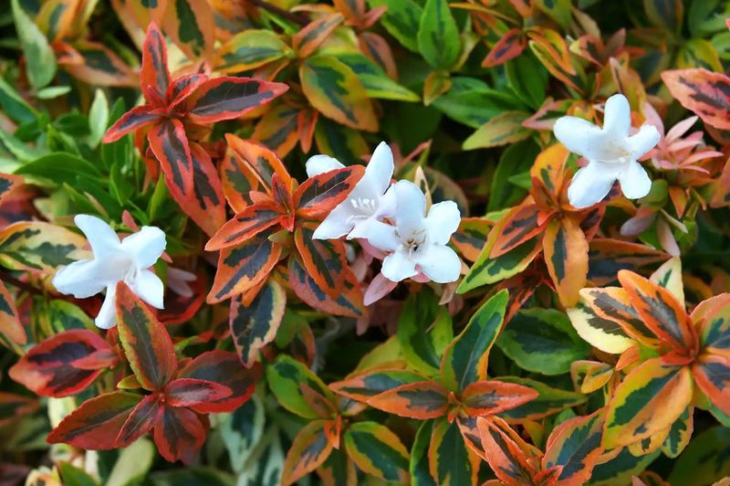 Colorful Abelia Shrubs