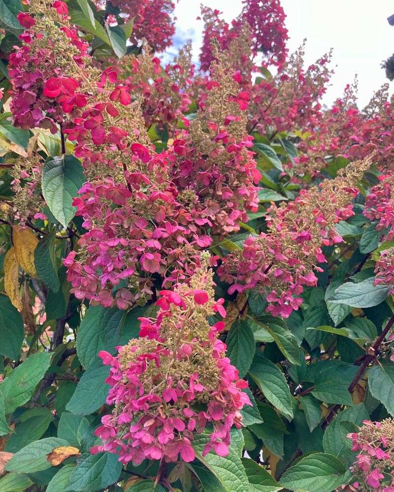 Panicle Hydrangea (Hydrangea paniculata)