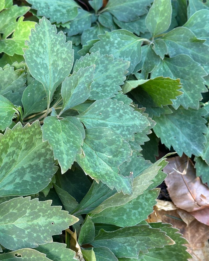 Japanese Pachysandra