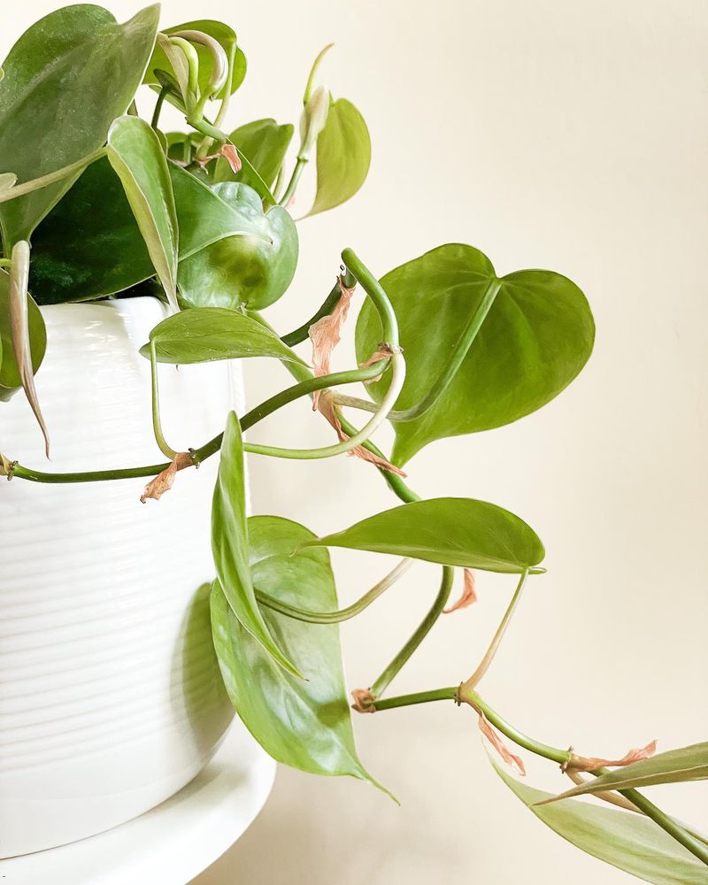 Philodendron