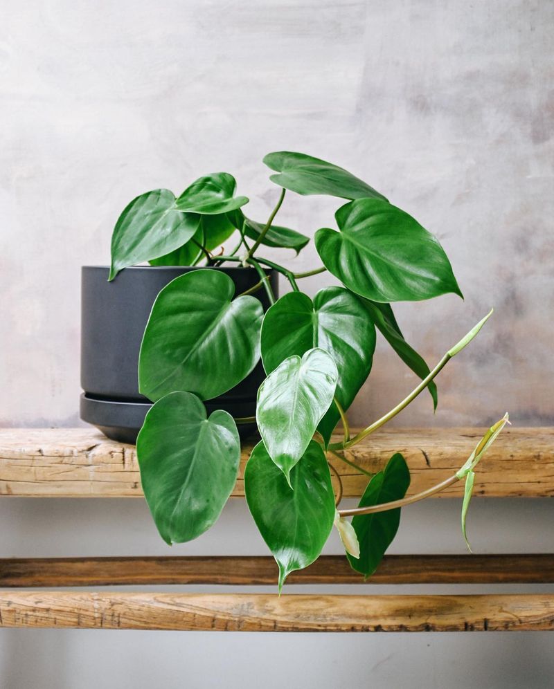 Heartleaf Philodendron