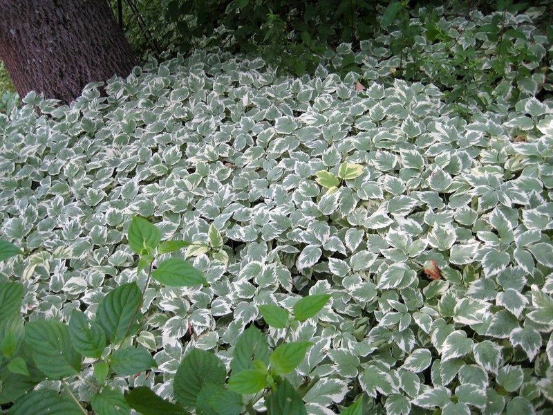 Bishop's Weed (Snow-On-The-Mountain)