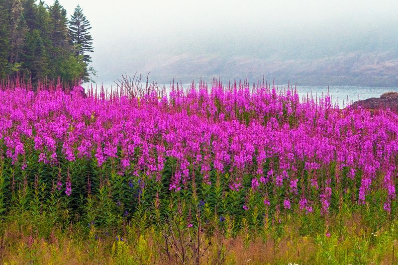 Purple Loosestrife's Wetland Invasion