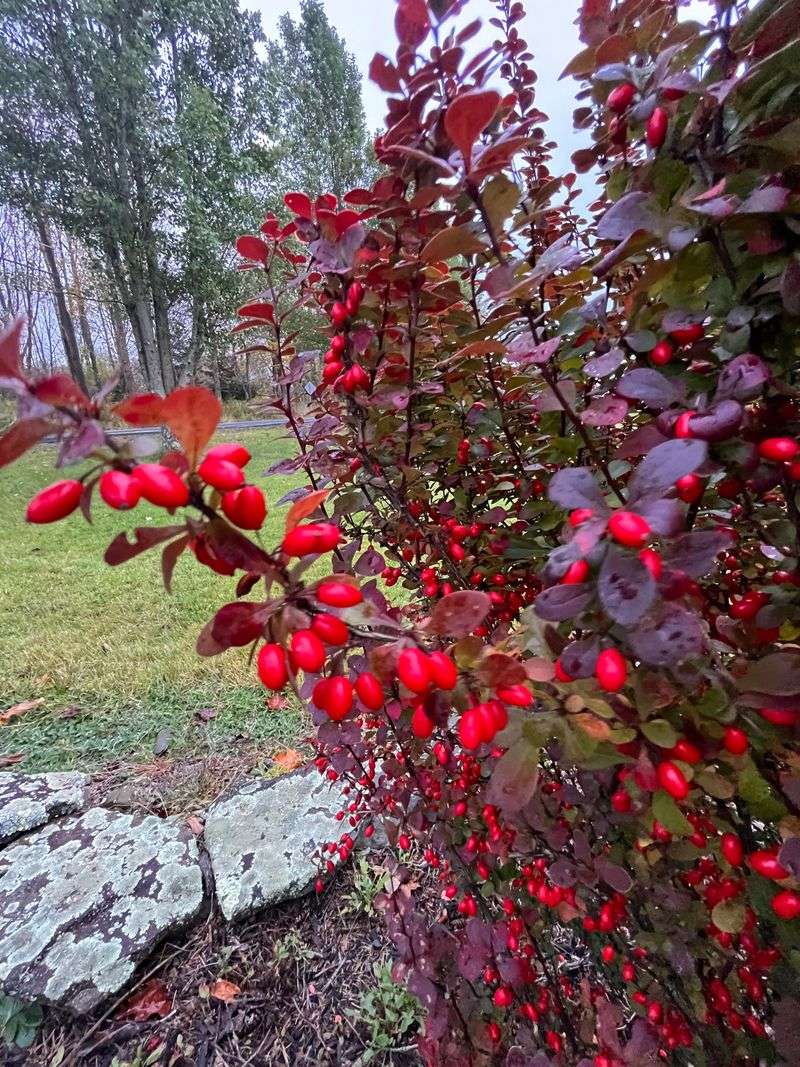 Japanese Barberry's Thorny Problem
