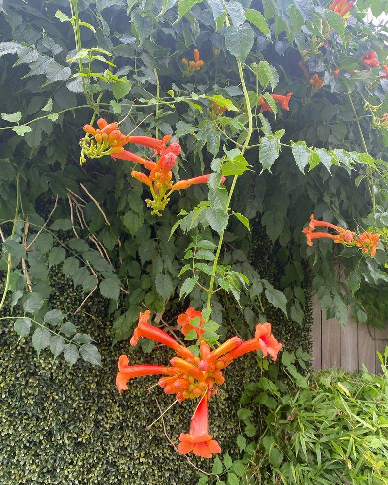 Trumpet Vine
