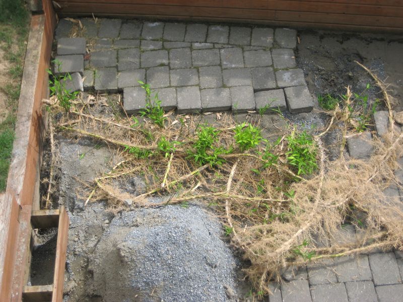 Bamboo (Running Varieties)