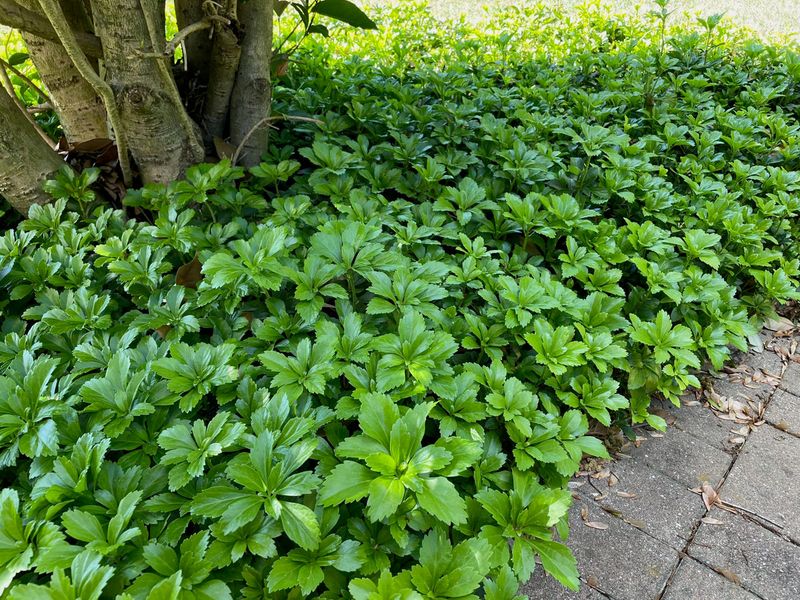 Japanese Pachysandra