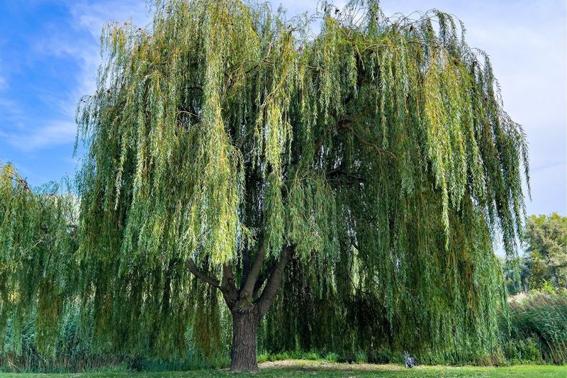 Weeping Willow