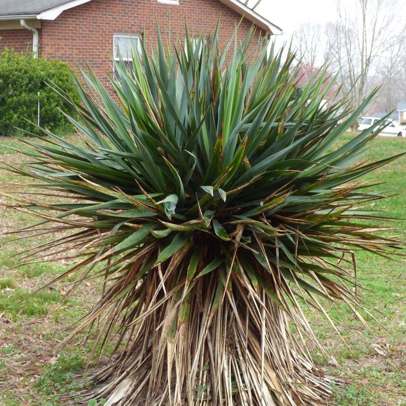 Spikey Yucca Plants