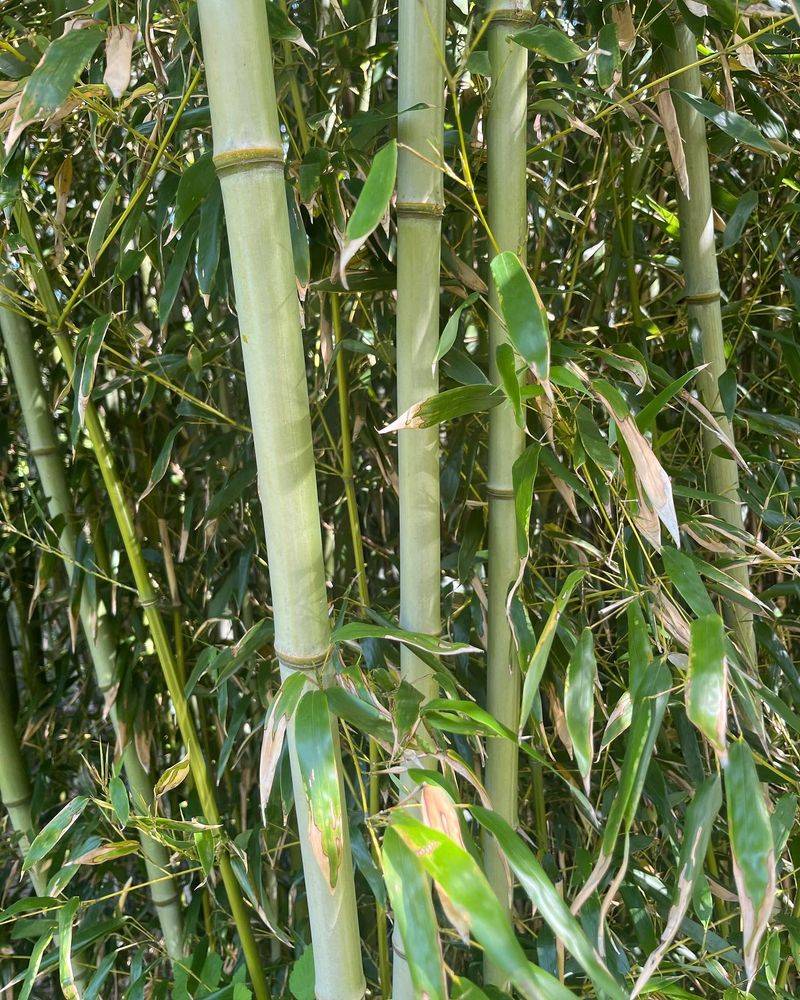 Golden Bamboo (Phyllostachys aurea)