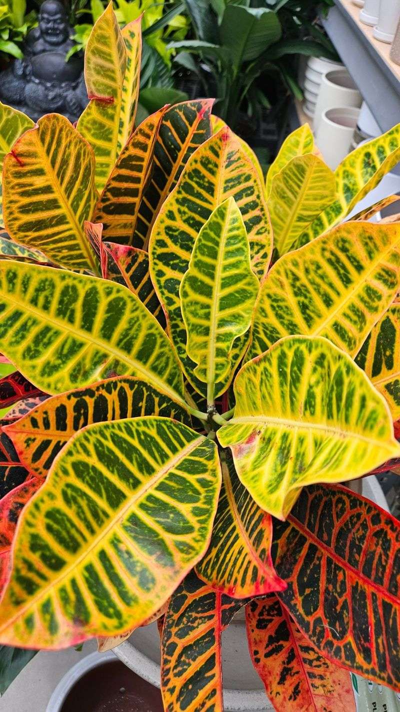 Croton (Codiaeum variegatum)