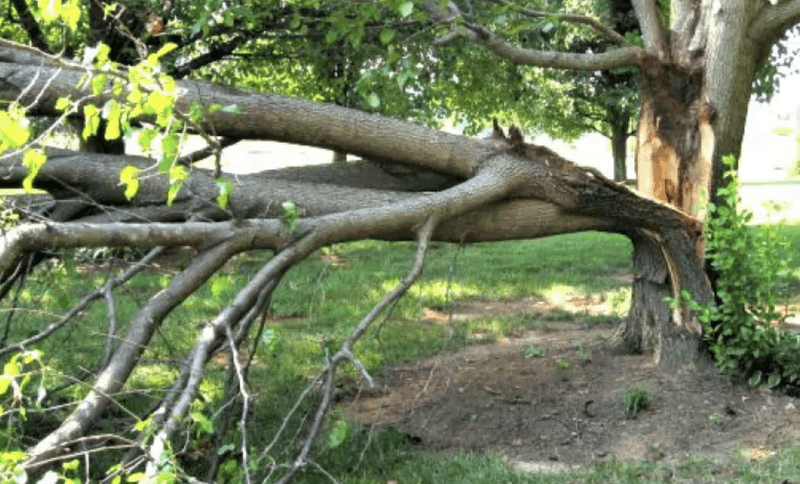 Bradford Pear (Pyrus calleryana)