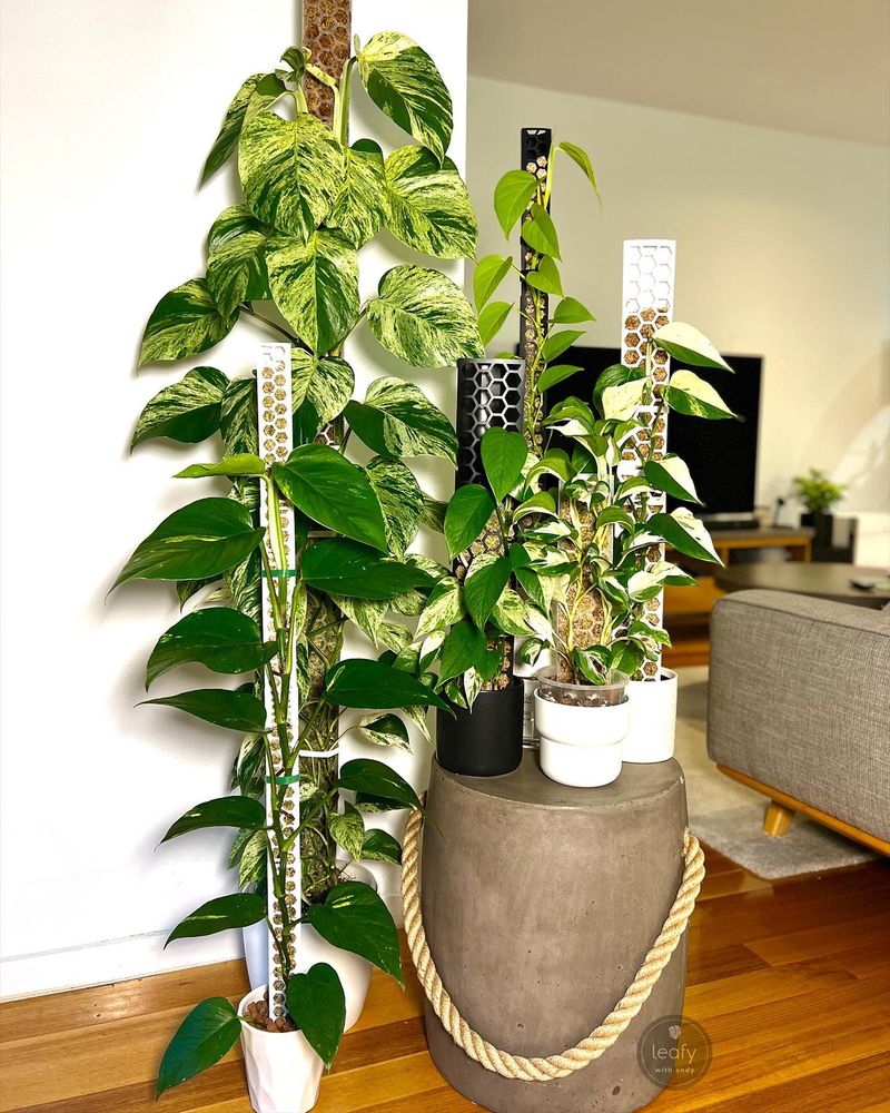 Pothos: The Nearly Immortal Vine