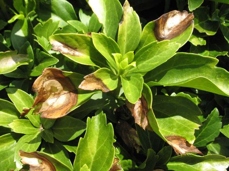 Japanese Pachysandra: Pest Paradise