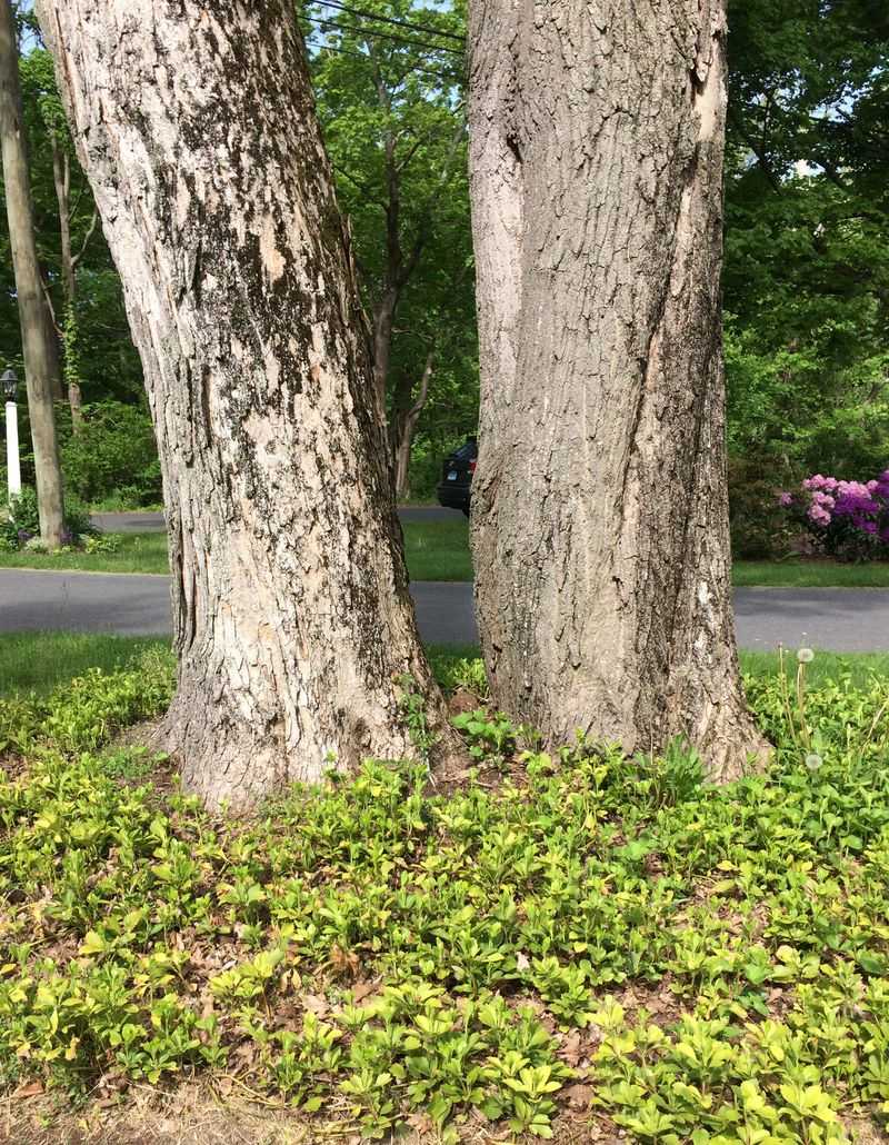 Pachysandra Battles Tree Roots And Loses