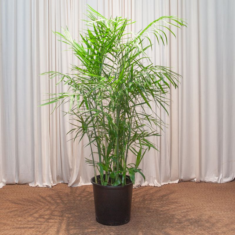 Bamboo Palm: The Living Humidifier