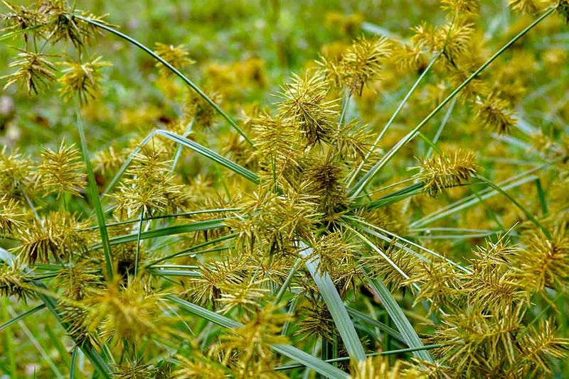 Yellow Nutsedge: The Lawn Imposter