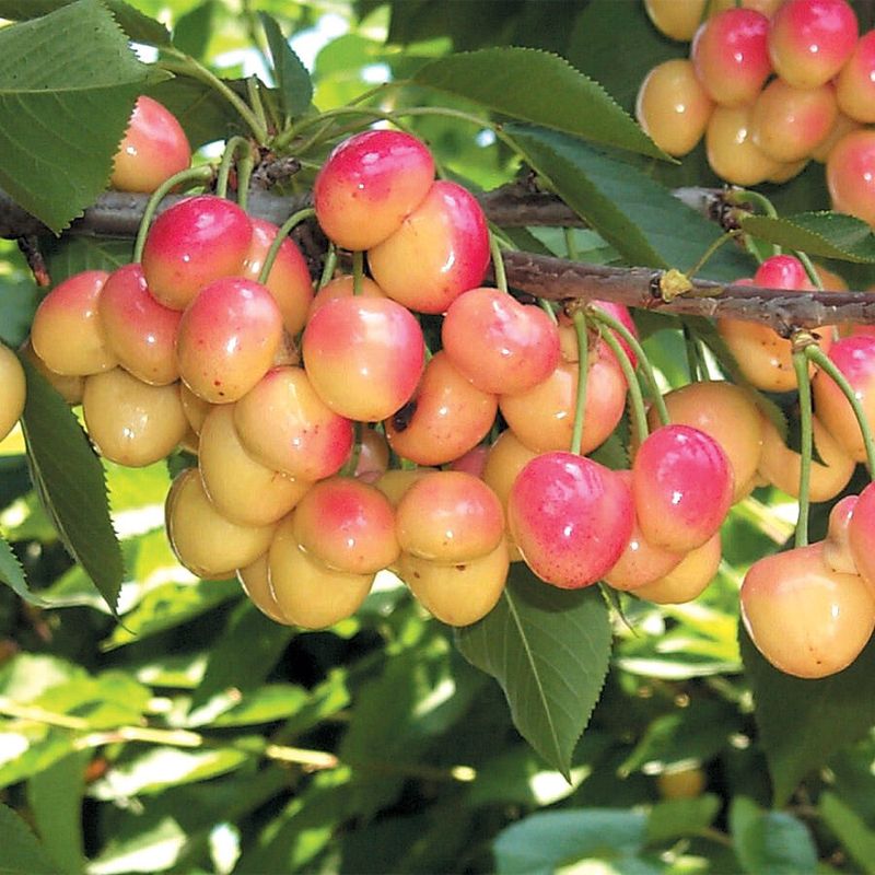 Royal Ann Cherry