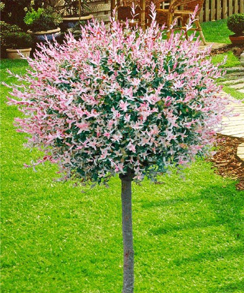 Dappled Willow (Salix integra 'Hakuro Nishiki')