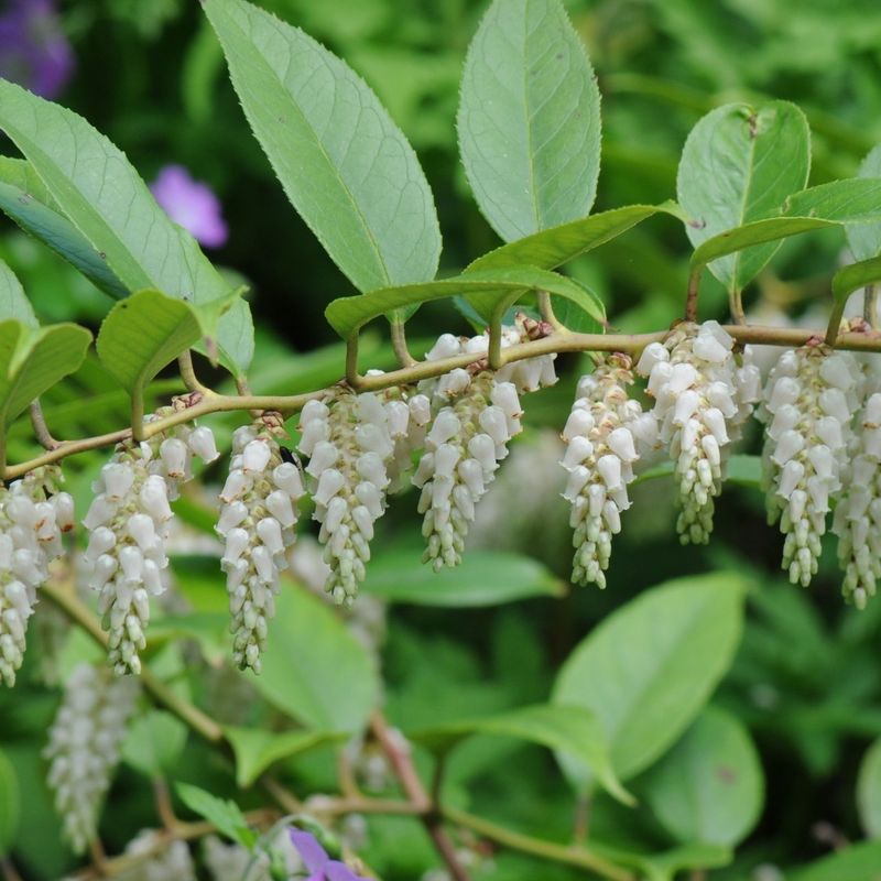 Leucothoe